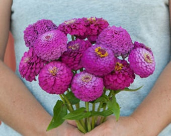 Oklahoma Zinnias - Carmine