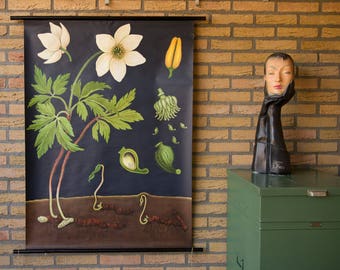Vintage Pull down School Chart Anemone by Jung Koch Quentell Lithograph