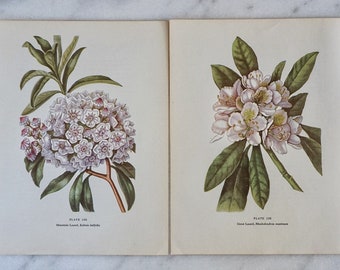 Vintage botanical print