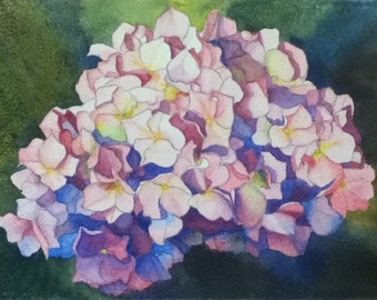 Print of Pink Hydrangea 5 x 7 Watercolor Flower