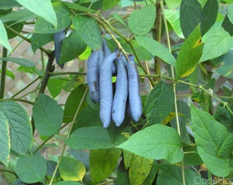 20 Decaisnea fargesii , Dead Mans Fingers, Blue Sausage Fruit, Decaisnea fargesii