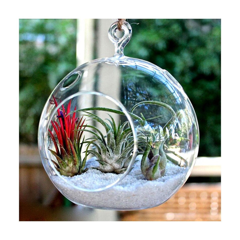 Glass Terrarium Hanging Glass Globe Terrarium Hanging