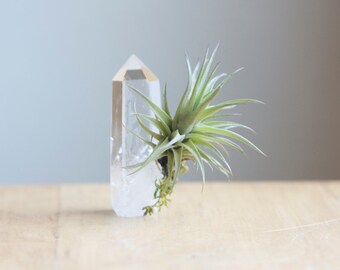 Air Plant on Quartz Crystal Point, Large, Unique Airplant Display, Gift For Friend, Gardener, Spiritual Gift, Tillandsia Lover, Under 20