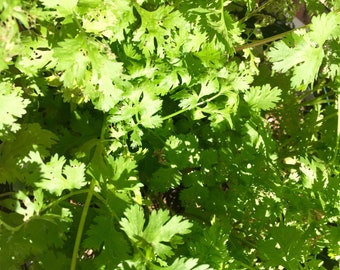 Organic Cilantro ~ Hermit Crab Food
