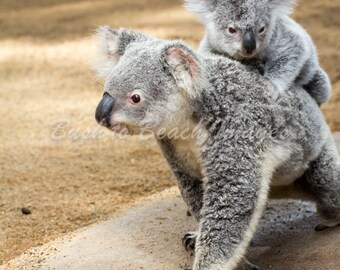 Koala and Joey, Nature Photography