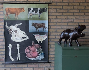 Vintage Pull down School Chart Cow Jung Koch Quentell
