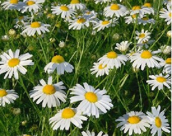 German Chamomile Dried Herb
