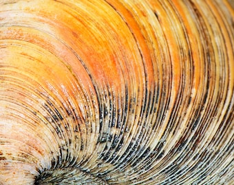 Clam Shell