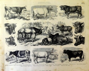 Antique ENGRAVING of different species of cattle BREEDS, 1859 original vintage farm animals print, cows and bulls bullock calf illustration.