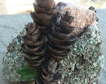 Mountain glass moss covered rocks and pine cones Zen sculpture, miniature zen rock garden, Mother Nature sculpture, canyon art