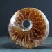 Round donuts Ammonite fossil , Focal Piece S7966