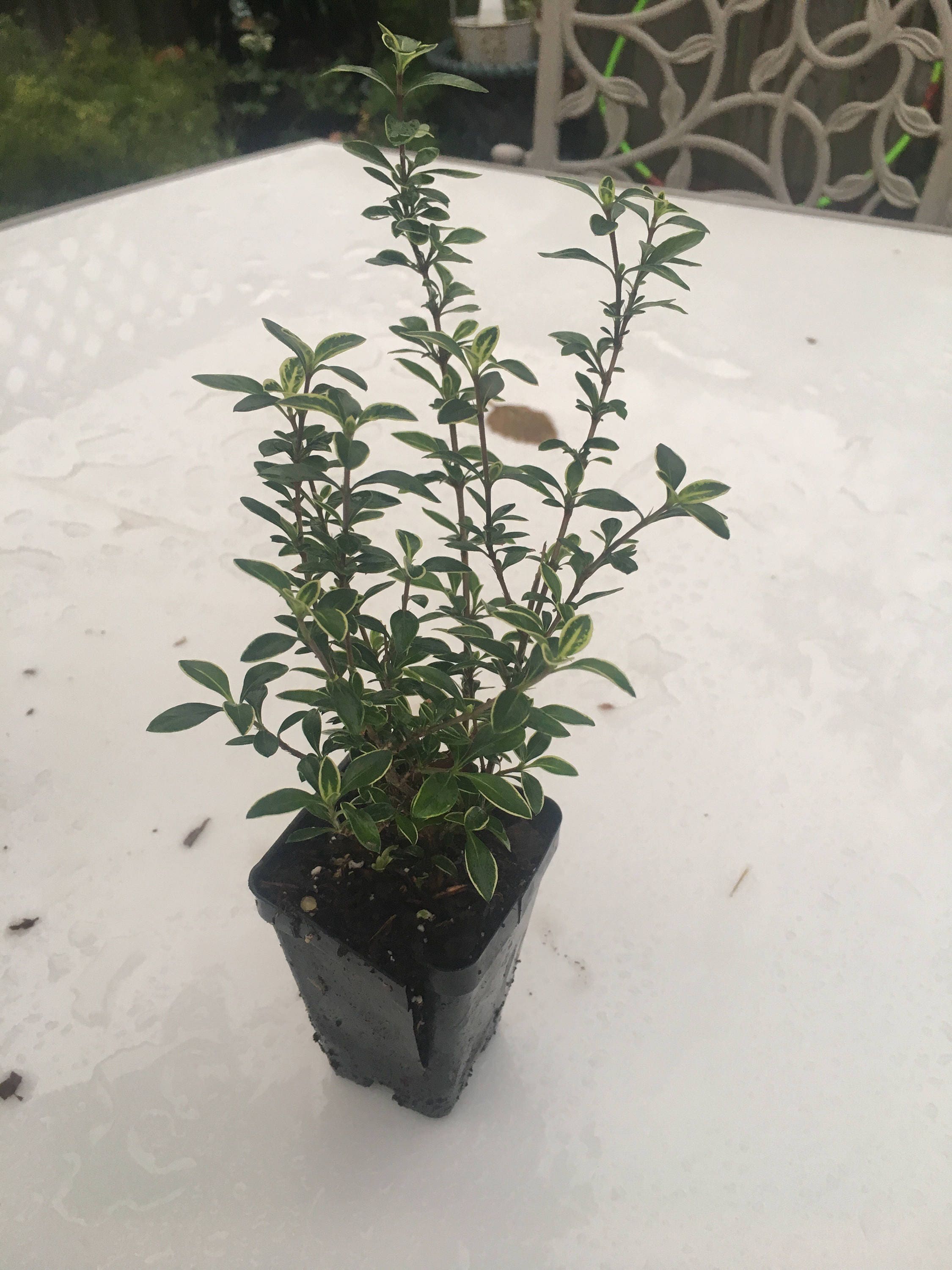 Serissa Foetida 'Mt Fuji' Plant Shrubf Bonsai Starter