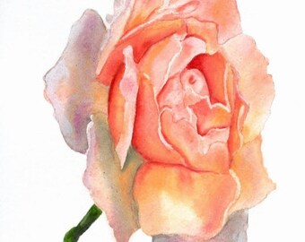 Rose Painting Print, Pink Rose, Multicolor, Watercolor, Fine Art, Home Decor, Floral, Flower, Fine Art, Realism, 5 x 7, Flower Painting