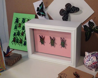 Lamprima Adolphinae Framed 3 Specimens