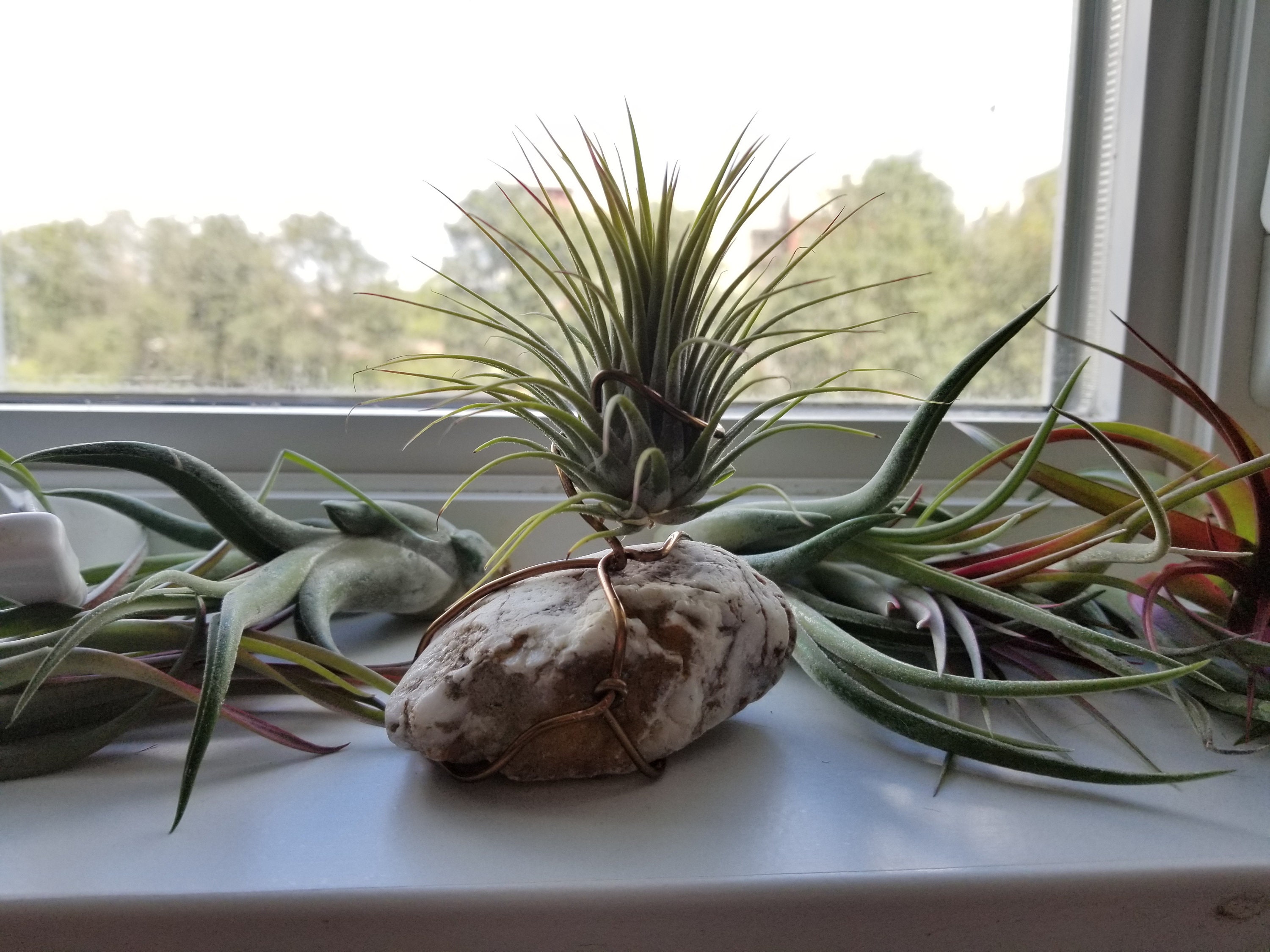 Ionantha Guatemala Air Plant Display Sold By Groundandayr Ionantha Guatemala Air Plant Display Sold By Groundandayr