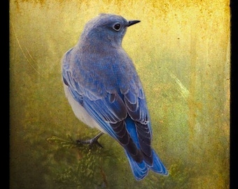 LOVELY BLUEBIRD, 5x5 Original, Signed Fine Art Photograph