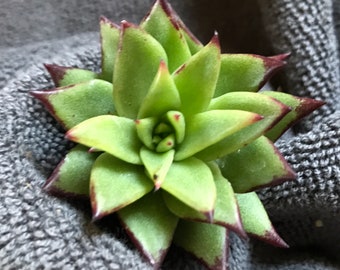Unique-Rare Echeveria Succulent Cutting