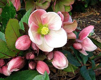 15+ Helleborus, CHRISTMAS ROSE / Perennial , Shade Winter Bloom Flower Seeds