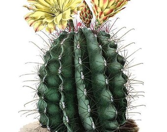 Ferocactus hamatacanthus ssp. sinuatus