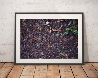 Forest Floor, Big Sur, California, Print, Wall Art,