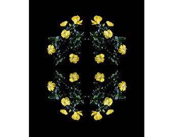 Limited Edition Fine Art Print-Flowers-Floral-Florography-Modern Art-Pink-Black-Flower-Abstract-Nature-Minimalist-Minimal-Interior Design