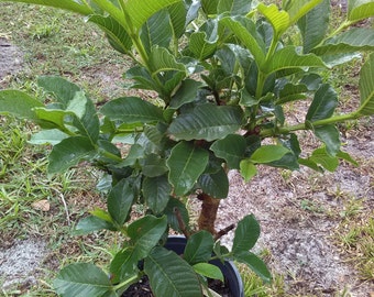 Guava plant/Guava tree/Fruit Tree - 1 to 2 feet tall NOTE: Cannot ship to Texas or California.
