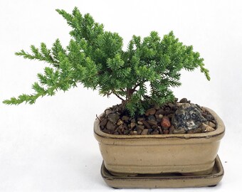 Japanese Juniper Mini Bonsai Plant - 6" x 4" x 2" Ceramic Pot and Saucer
