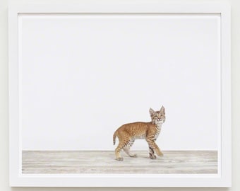 Baby Animal Nursery Art Print. Baby Bobcat. Animal Nursery Decor. Baby Animal Photo.