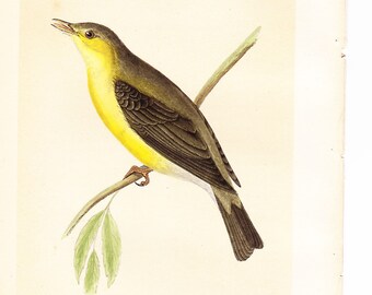 Antique Melodious Willow Warbler Print . original old vintage bird plate woodblock . vol III, dated 1853 art specimen illustration