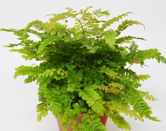 Rosy Maidenhair Fern / 4" Pot / Live Plant / House Plant / FREE Care Guide