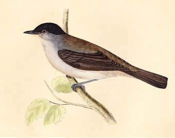 Antique Blackcap Print . original old vintage bird plate woodblock . vol III, dated 1853 art specimen illustration