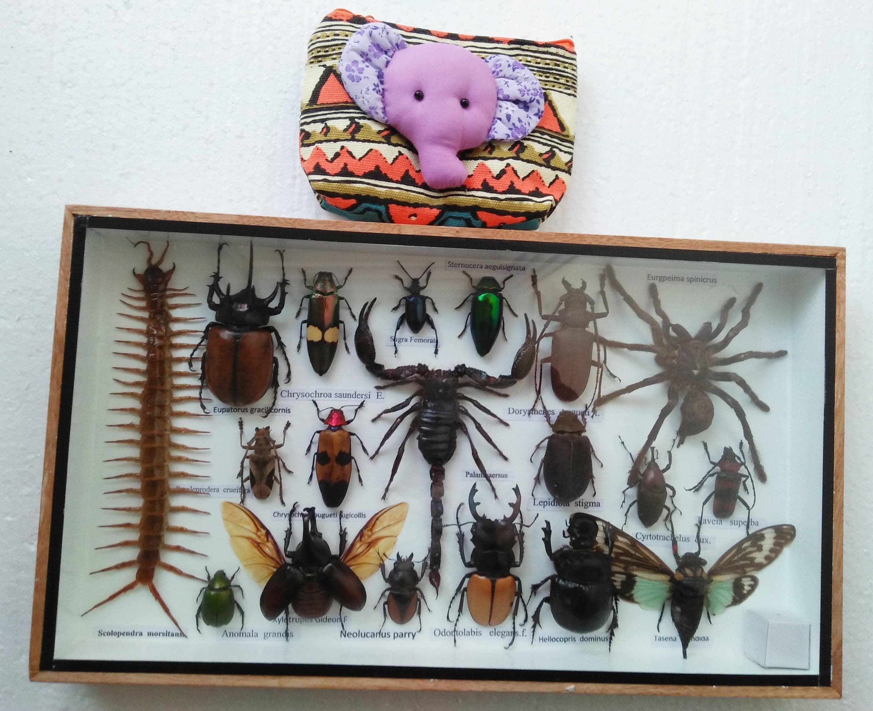 3D Real Insect Insects Bugs Box Frame Framed Display Taxidermy