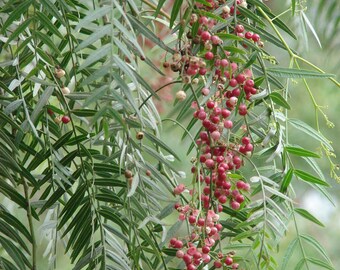California Pepper Tree Live Rooted Plant 3-5 Inch Easy To Grow Shade Tree Pirul