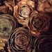 50 Small Rose Pinecones from The Deodar Cedar Tree ( Cedrus Deodara )