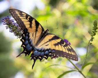 Butterfly Bush (Maryland)