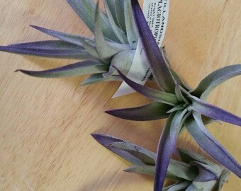 Plagiotropica Live Tillandsia Air Plant (EA)
