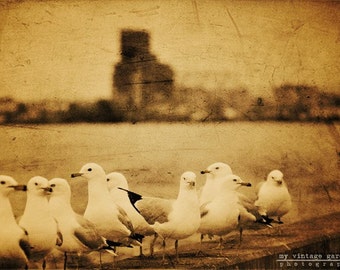 waiting in line-bird photography -bird photo- duluth mn photo-city photo-harbor - Original fine art photography prints - FREE Shipping