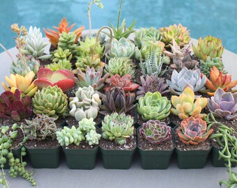 Four Colorful Succulents, YOU CHOOSE 4, Succulent, Succulents, Succulent Plants, Hens and Chicks, Wedding Favors, Party Favors