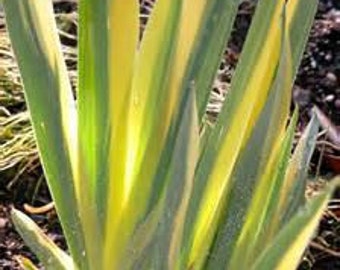 Variegated Iris Orris Root Iris pallida albo Sweet Flag Fragrant Variegated Groundcover Perennial Bulb Bearded Zebra Iris Dalmation Iris