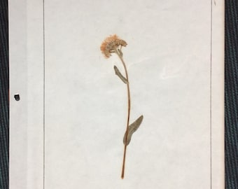 VINTAGE WILDFLOWER DISPLAY, pressed page, 1968 school project, Fleabane,
