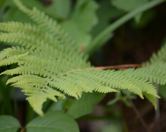 Ferns