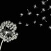 Embroidery Design, dandelion, blowball, flower blossom, flight wind, embroidery on clothing, flora, plants, одуванчик, растения