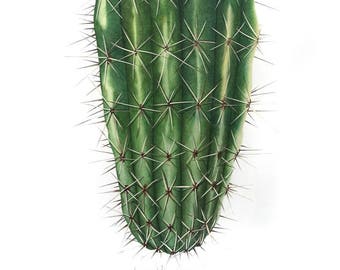 Cactus Exclamation Drawing- Limited Edition Print