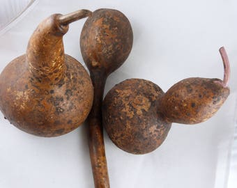 Set of dried gourds for home decoration