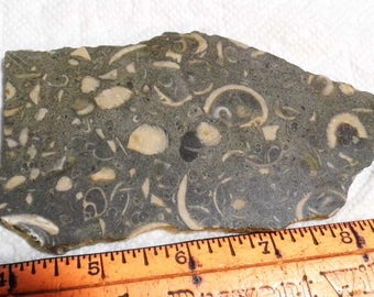 Slab Cab Lapidary Slabs Fossil Stone #1