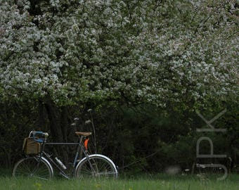 Bicycle with Flowering Crabapple Tree