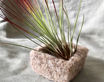Square felted wool bowl with air plant