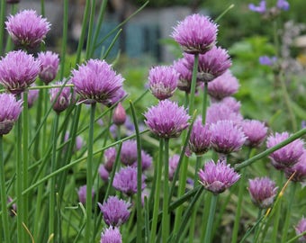 Chives 500 Fresh New Seeds Season 2017 Organic Seeds Bio NonGMO Own Production From My Organic Garden Kitchen Herbs Vegetable Handpicked