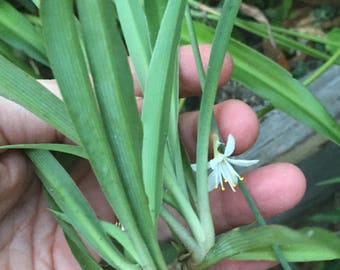 Live Spider Plant Off Shoot, House Plant BOGO Sale- Clean Air House Plant, Organic Spider Plant Baby Non Flowering