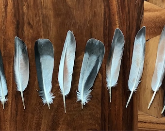 Real bird feathers | Etsy